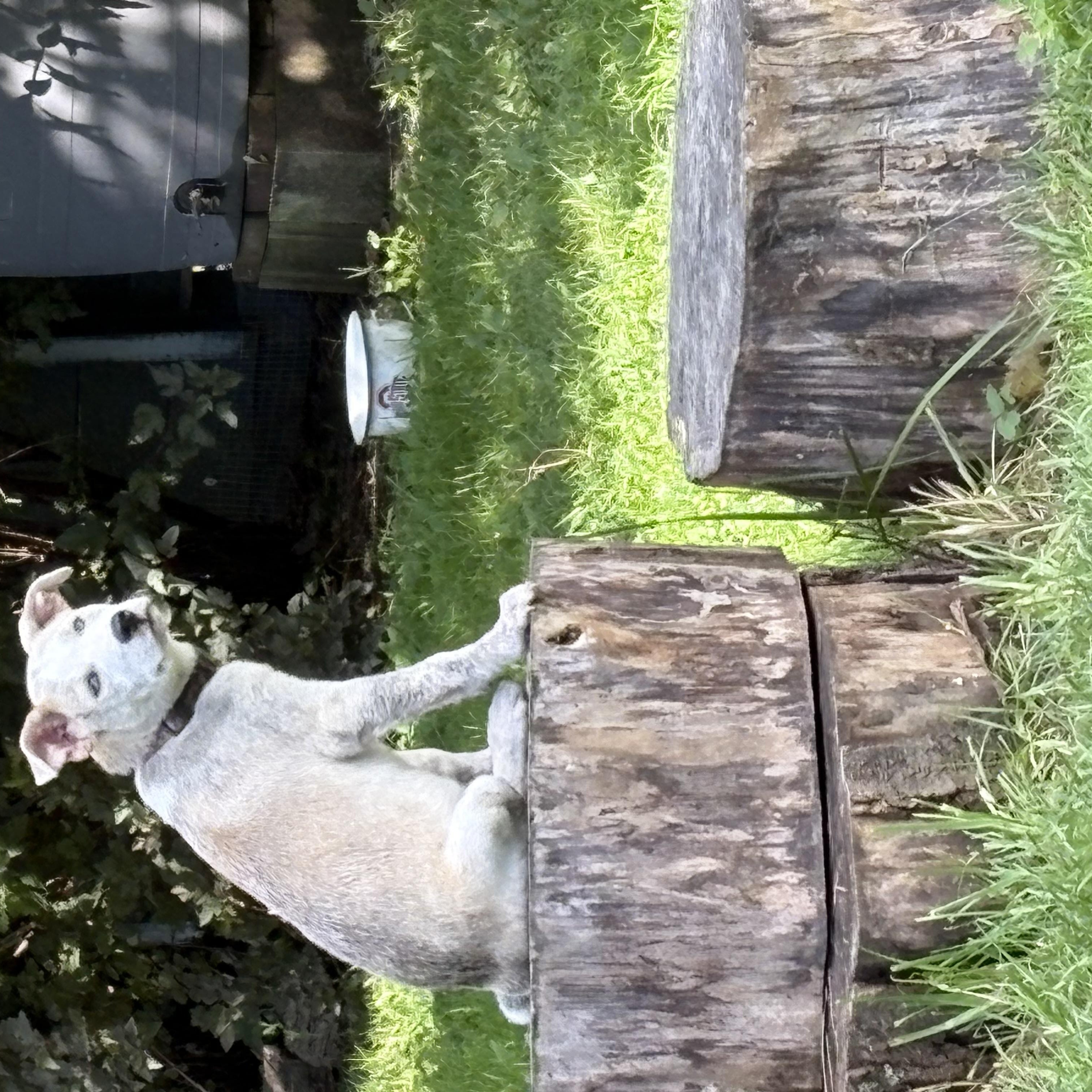 Erin Brockovich- Underdog Litter thumbnail 5
