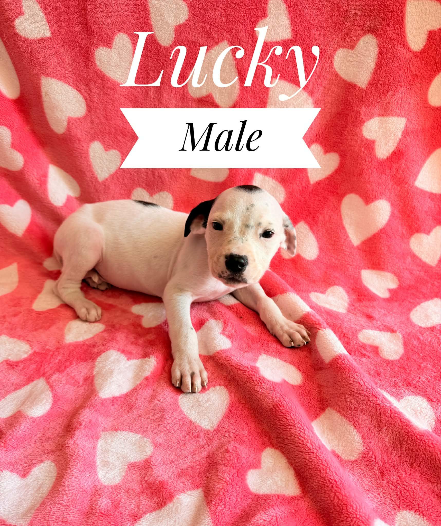 Lucky, Adoptable, Puppy Male Brittany Spaniel & American Bulldog.