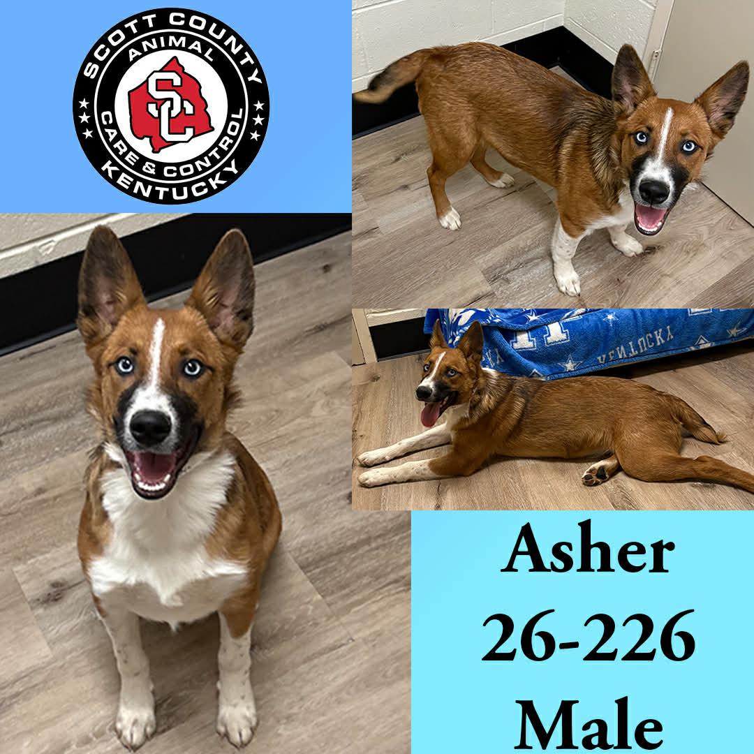 Asher, Adoptable, Young Male Shepherd.