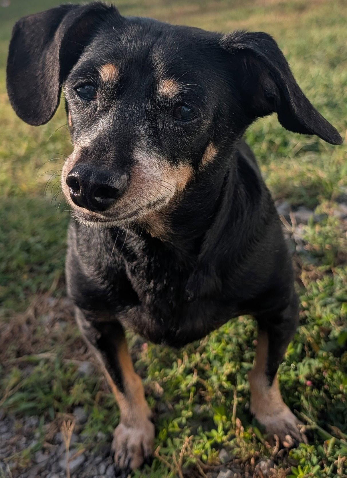 Enlarge Otto in NC, a Adoptable mixed breed in Kannapolis, NC image 2/6