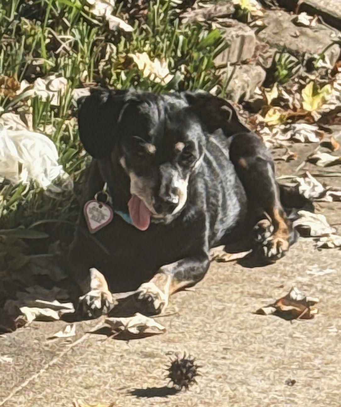 Enlarge Otto in NC, a Adoptable mixed breed in Kannapolis, NC image 5/6
