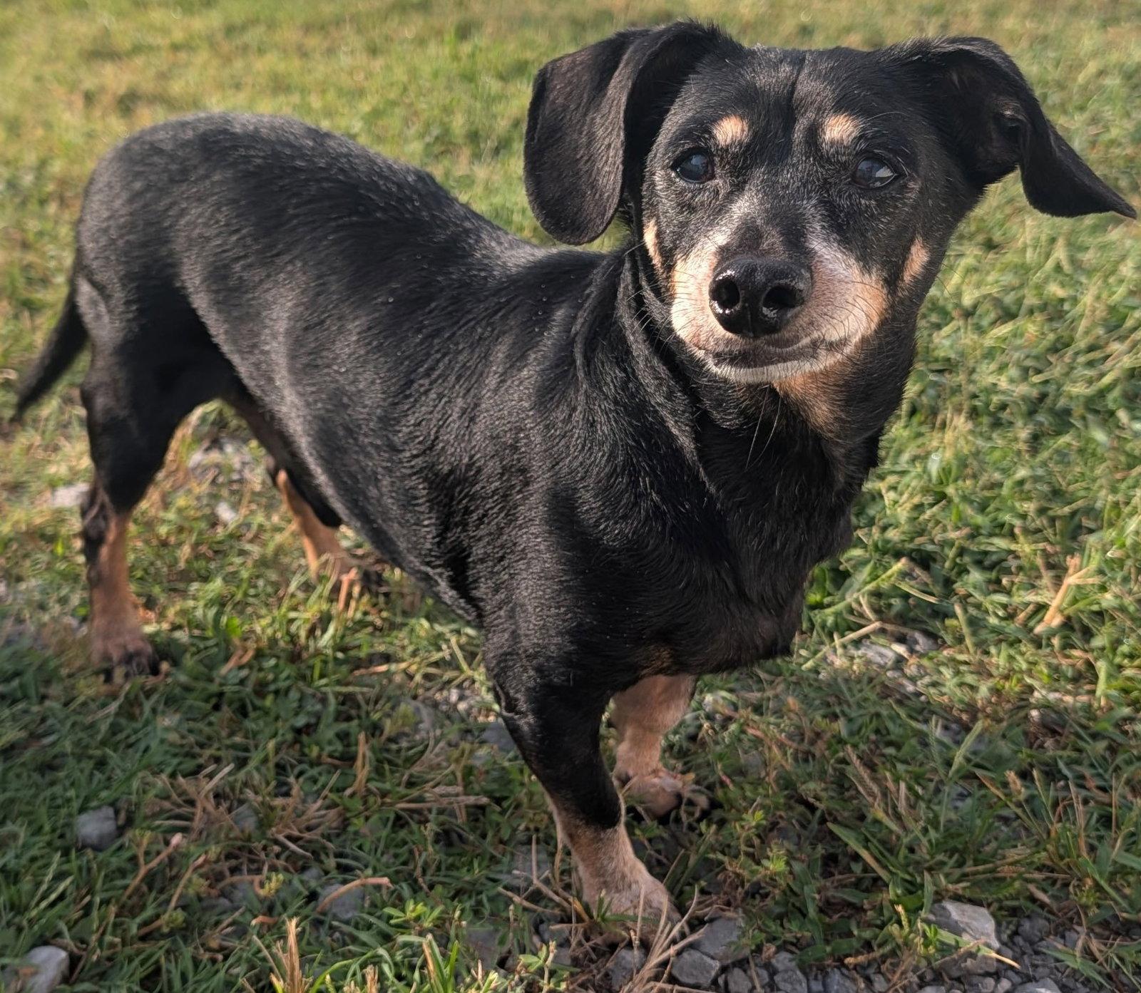 Enlarge Otto in NC, a Adoptable mixed breed in Kannapolis, NC image 6/6