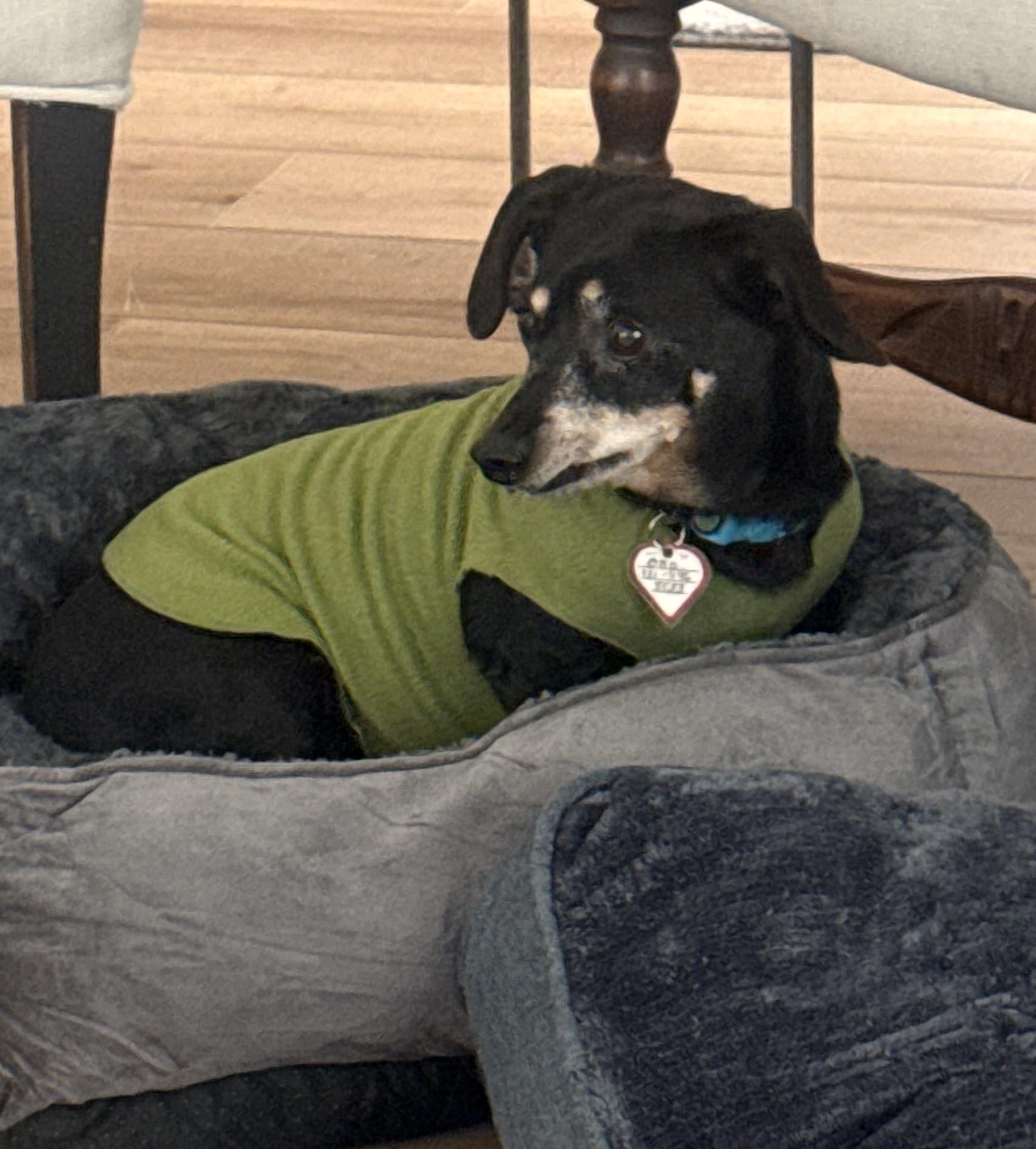 Enlarge Otto in NC, a Adoptable mixed breed in Kannapolis, NC image 3/6