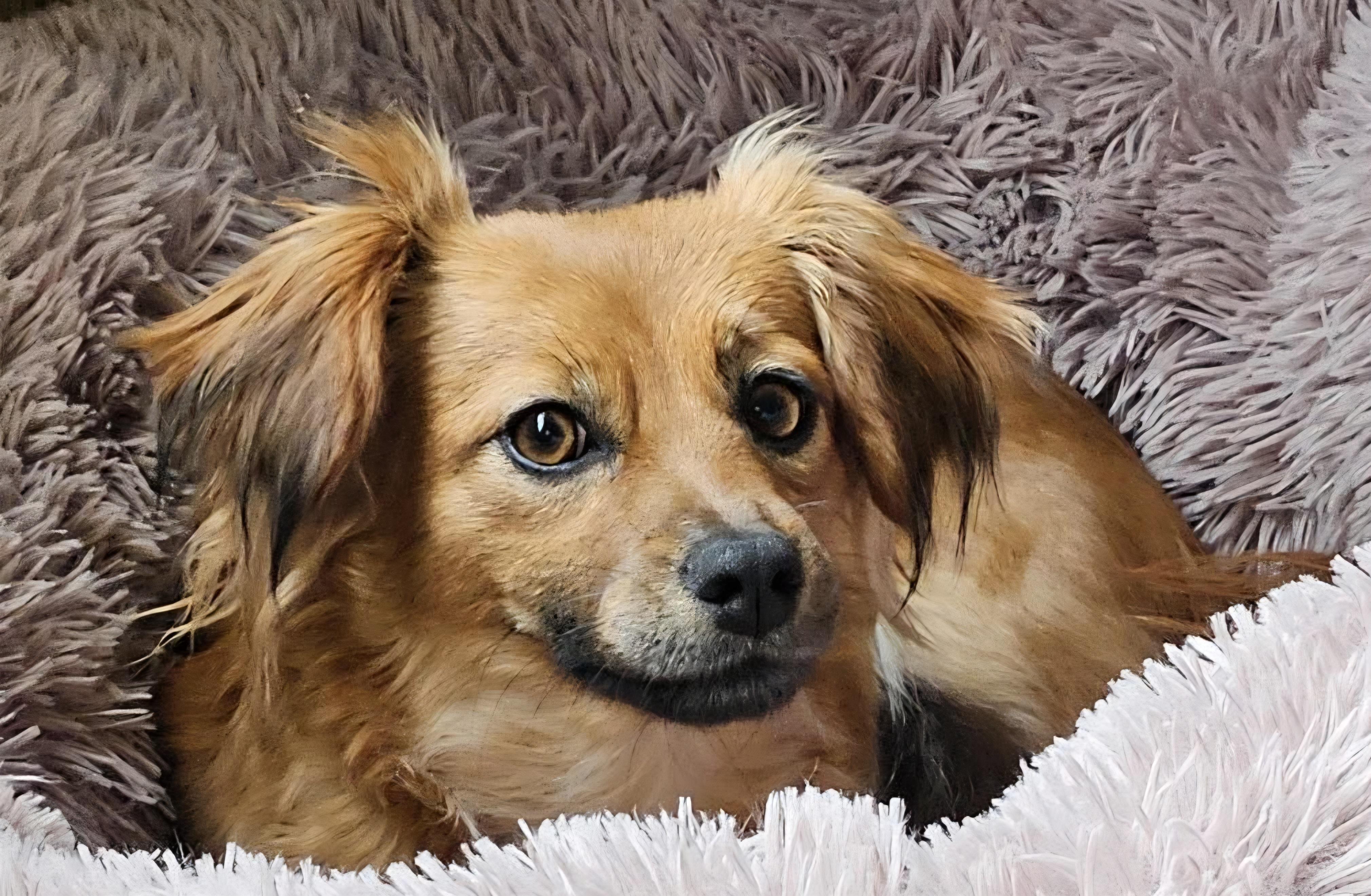 Bunny , a Adoptable mixed breed in Roseburg, OR image 1/6