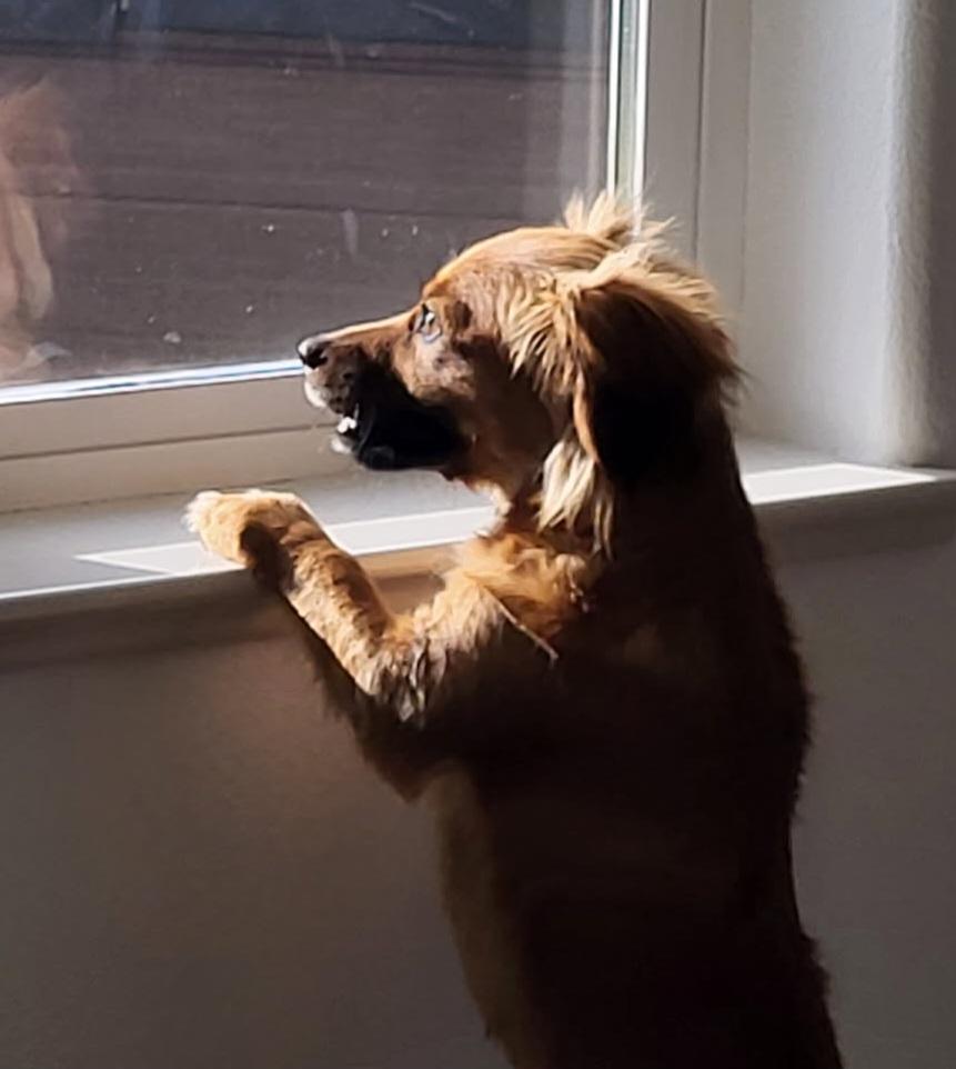 Enlarge Bunny , a Adoptable mixed breed in Roseburg, OR image 4/6