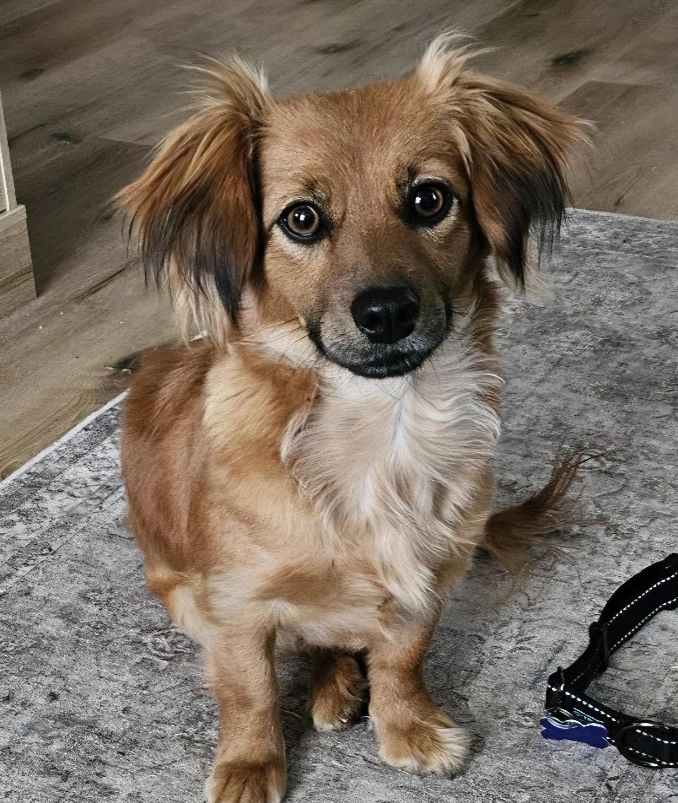 Bunny , a Adoptable mixed breed in Roseburg, OR image 2/6