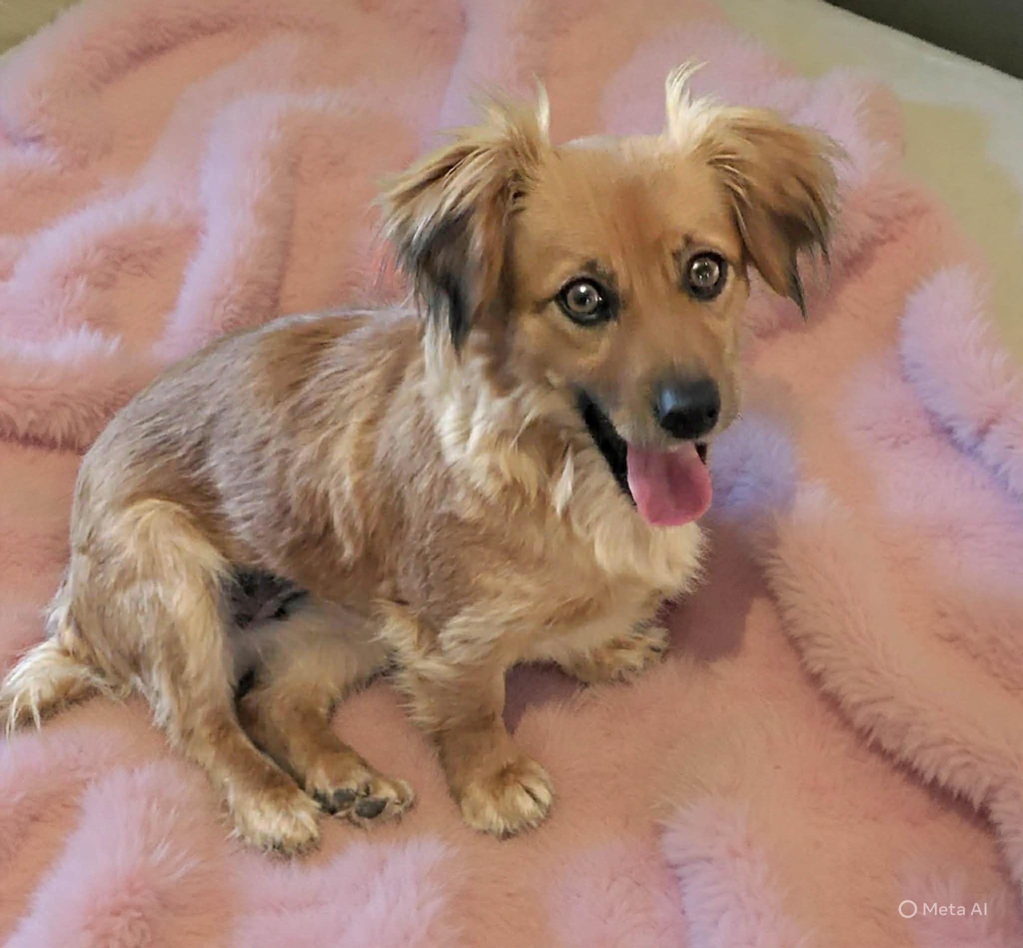Enlarge Bunny , a Adoptable mixed breed in Roseburg, OR image 1/6