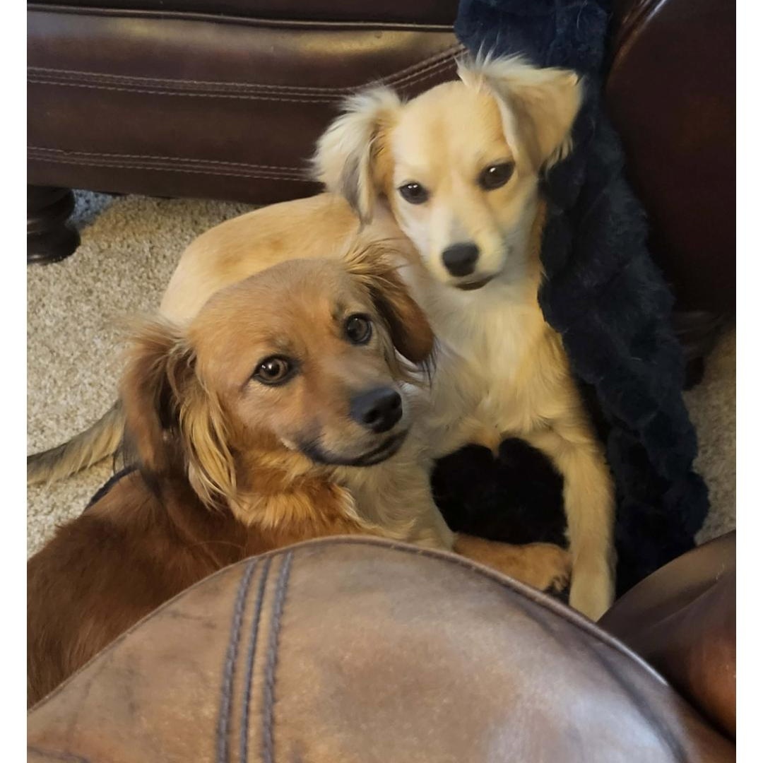 Enlarge Bunny , a Adoptable mixed breed in Roseburg, OR image 3/6
