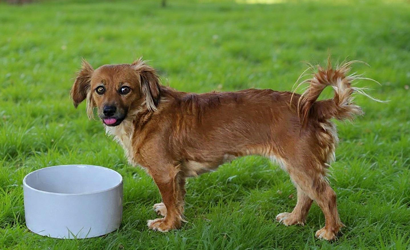 Bunny , a Adoptable mixed breed in Roseburg, OR image 6/6