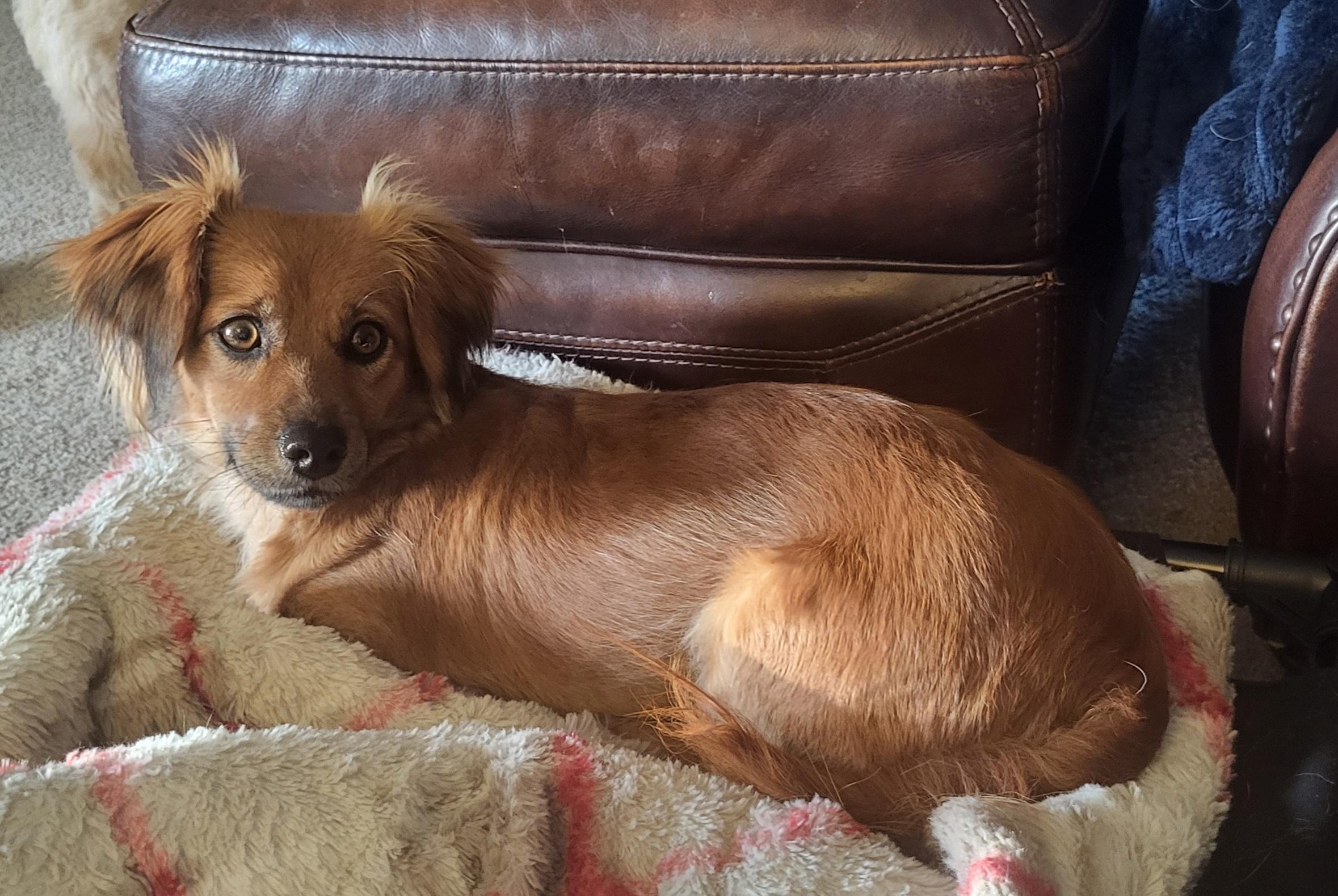 Enlarge Bunny , a Adoptable mixed breed in Roseburg, OR image 2/6