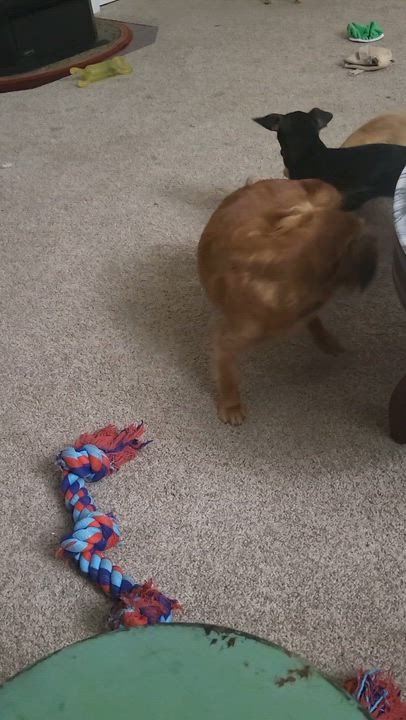 Enlarge Bunny , a Adoptable mixed breed in Roseburg, OR video 6/6