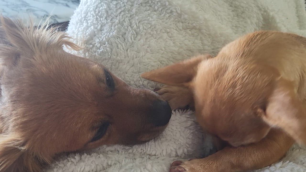 Enlarge Bunny , a Adoptable mixed breed in Roseburg, OR video 5/6