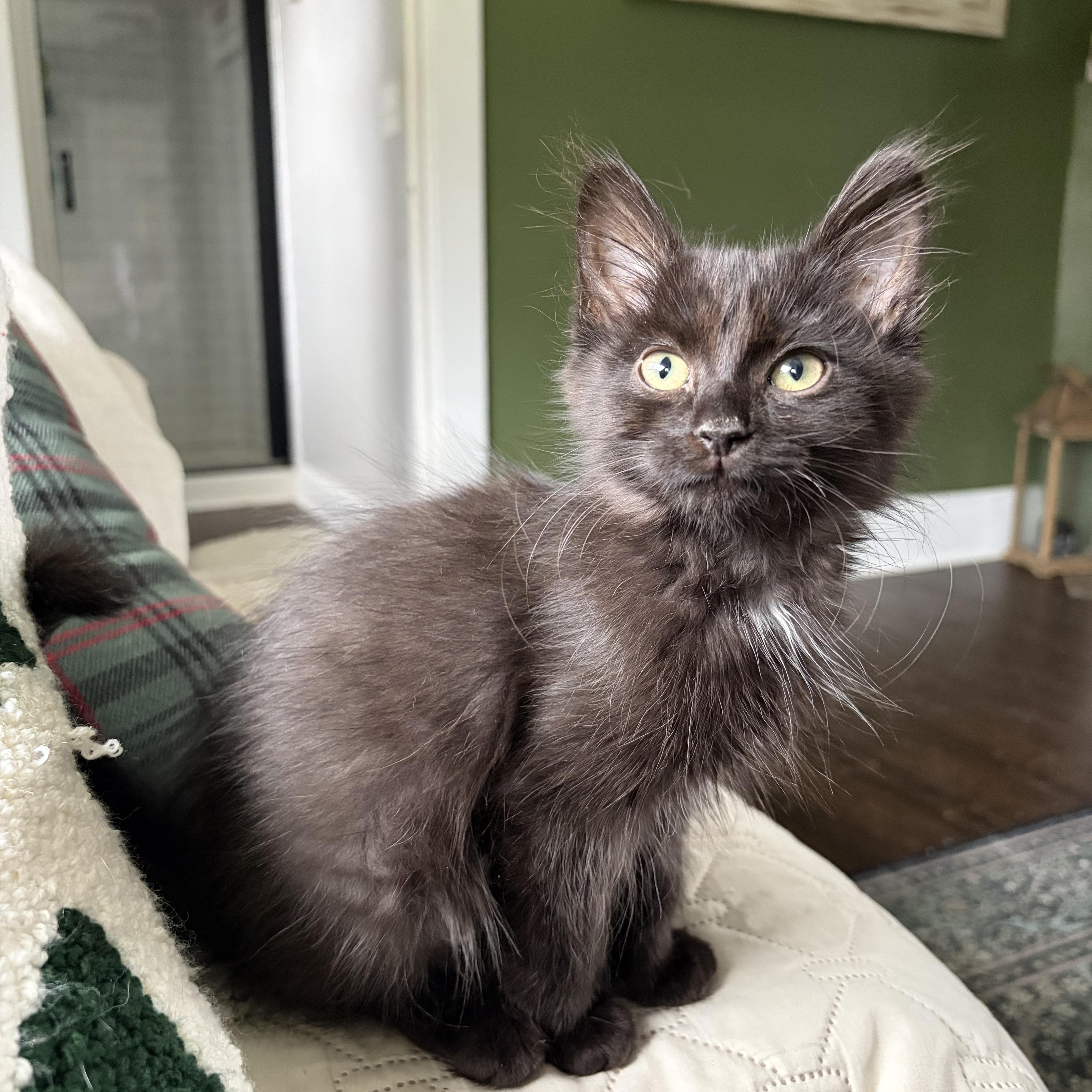 Enlarge Musou, an adoptable Domestic Long Hair in Bethel, OH image 1/4