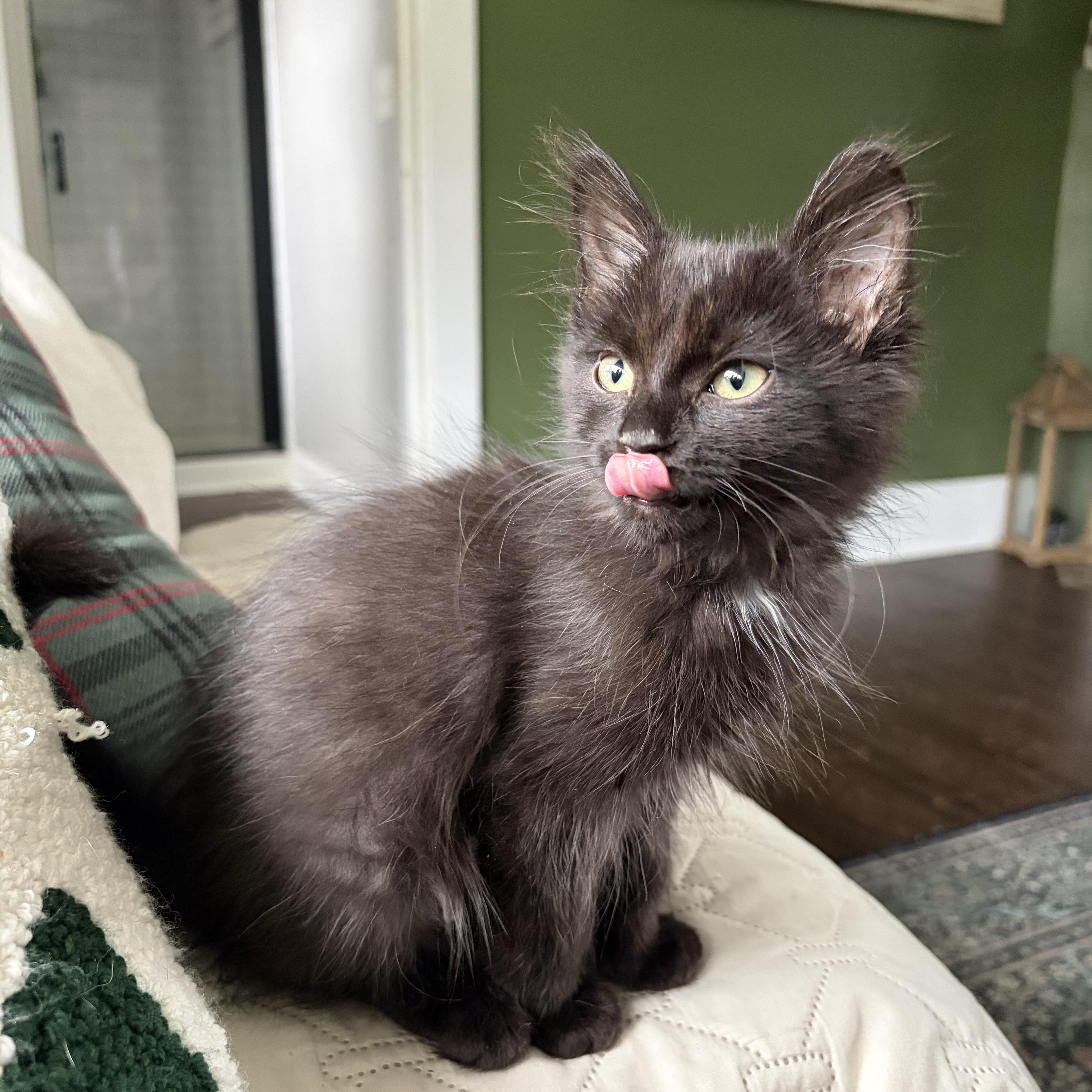 Enlarge Musou, an adoptable Domestic Long Hair in Bethel, OH image 4/4