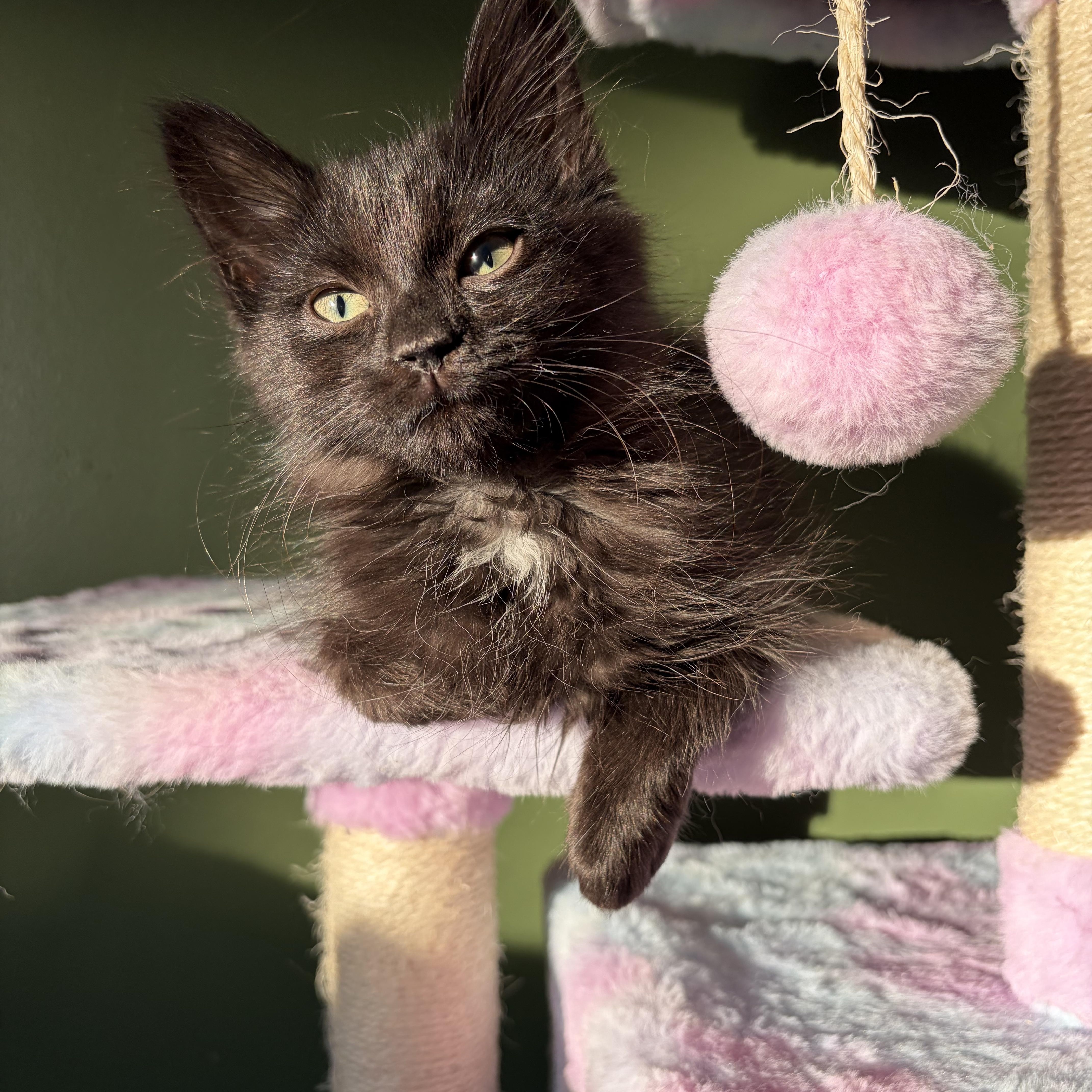 Enlarge Musou, an adoptable Domestic Long Hair in Bethel, OH image 3/4