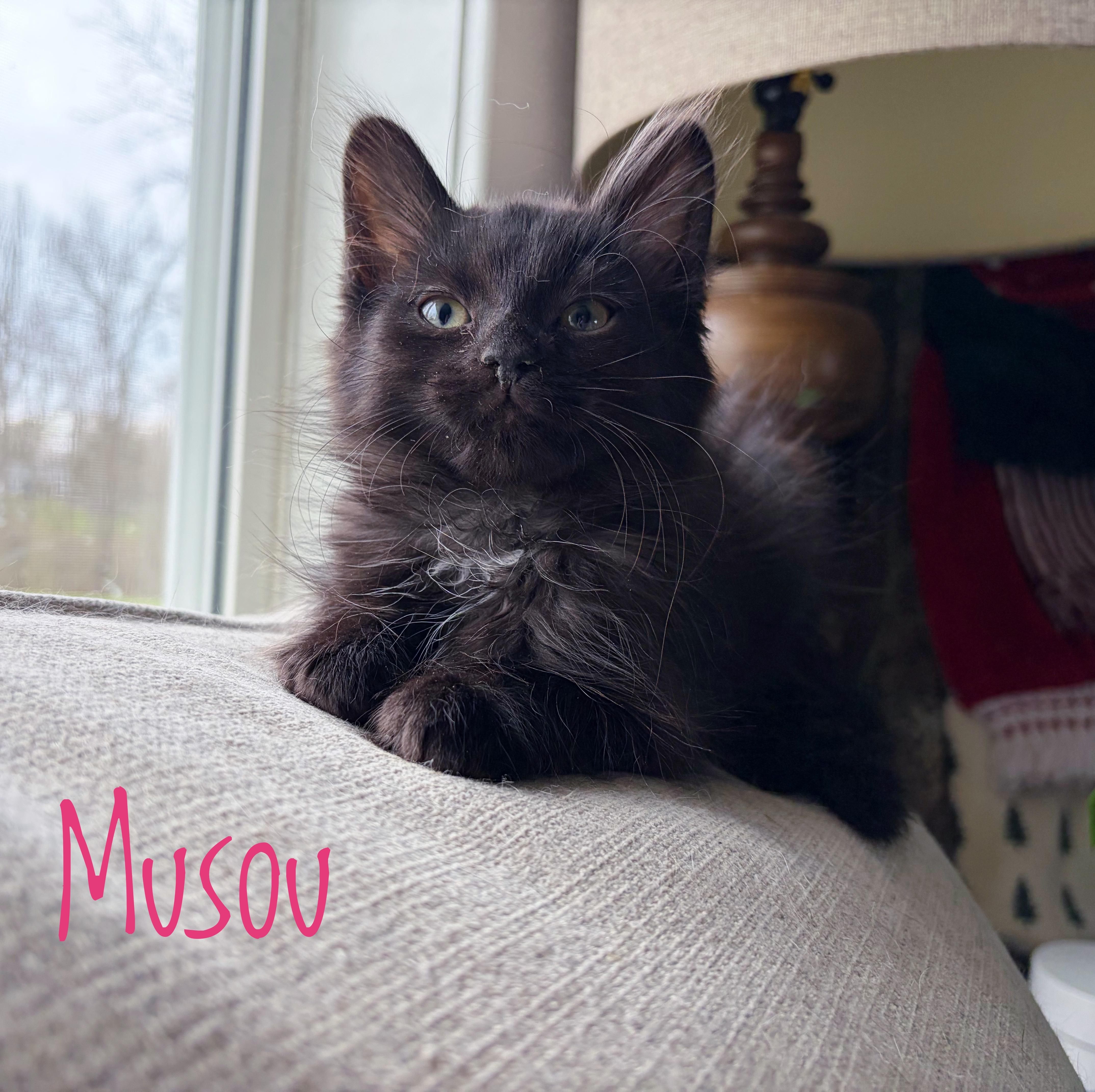 Enlarge Musou, an adoptable Domestic Long Hair in Bethel, OH image 2/4
