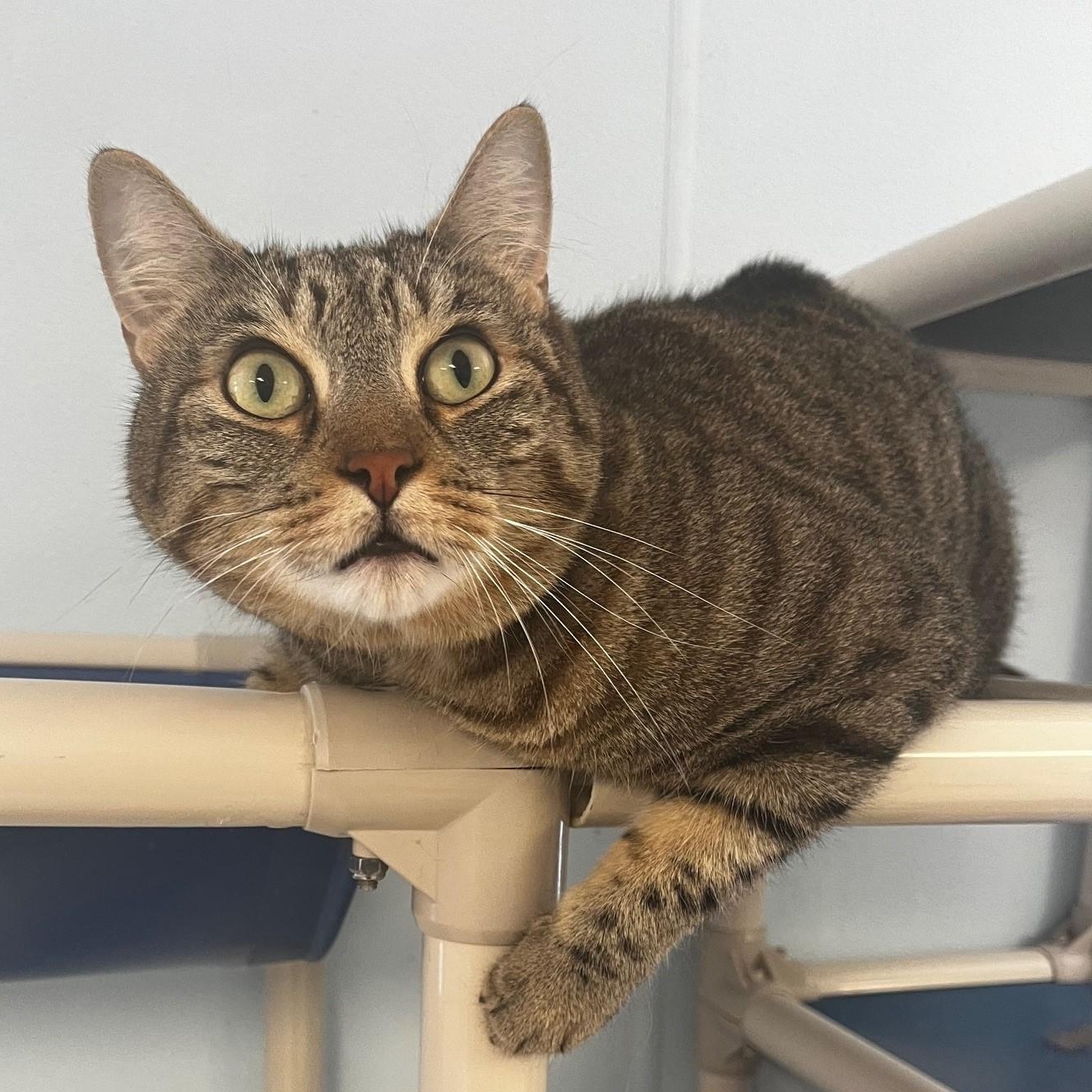 Payton, Adopted, Adult Male Domestic Short Hair.