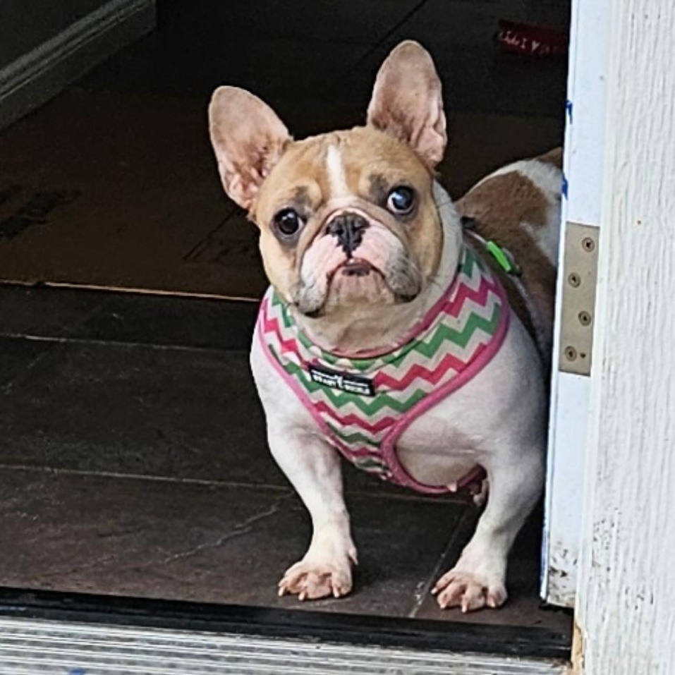 CARAMEL BON BON - Pending!!, a Adoptable French Bulldog in Spring, TX image 1/2