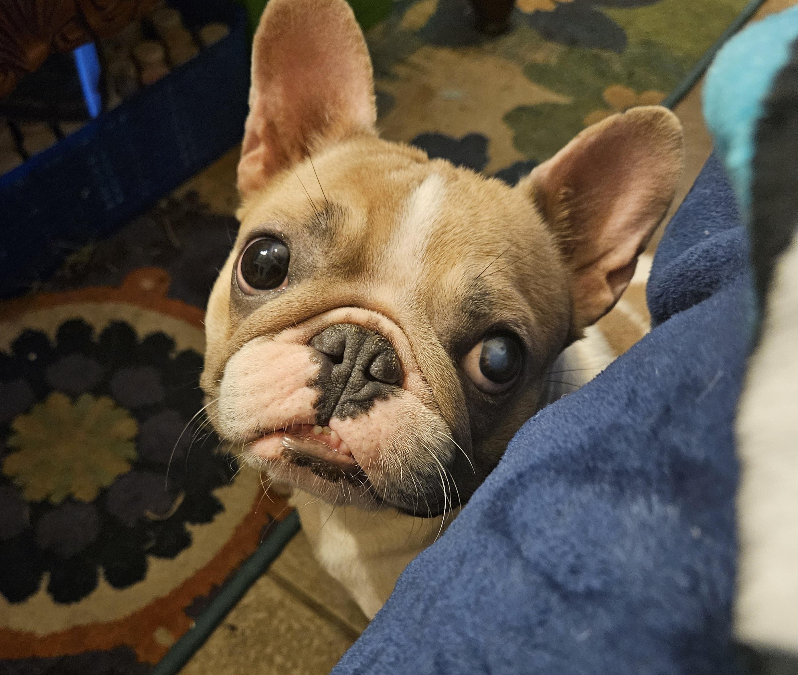CARAMEL BON BON - Pending!!, a Adoptable French Bulldog in Spring, TX image 2/2
