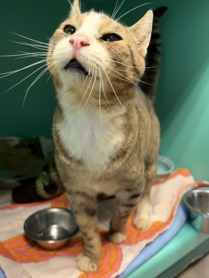 Enlarge Quintin B. Squintin, a Adoptable Domestic Short Hair in Bellingham, WA image 3/3