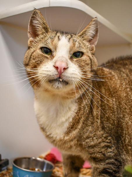 Enlarge Quintin B. Squintin, a Adoptable Domestic Short Hair in Bellingham, WA image 1/3