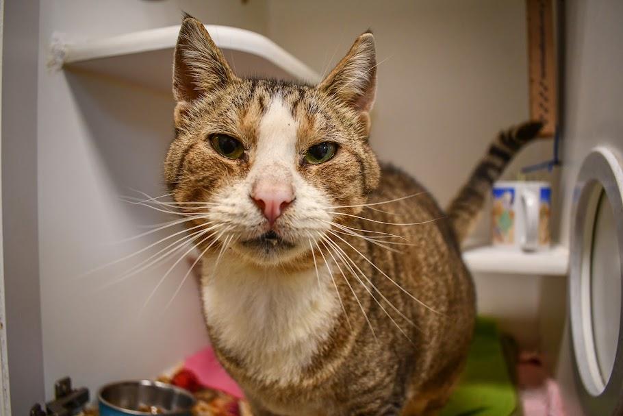 Enlarge Quintin B. Squintin, a Adoptable Domestic Short Hair in Bellingham, WA image 2/3