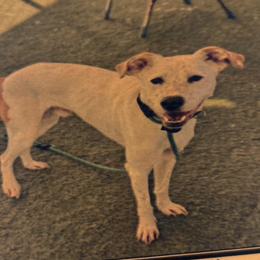 Dutch A2206431, Adoptable, Adult Male Mixed Breed.