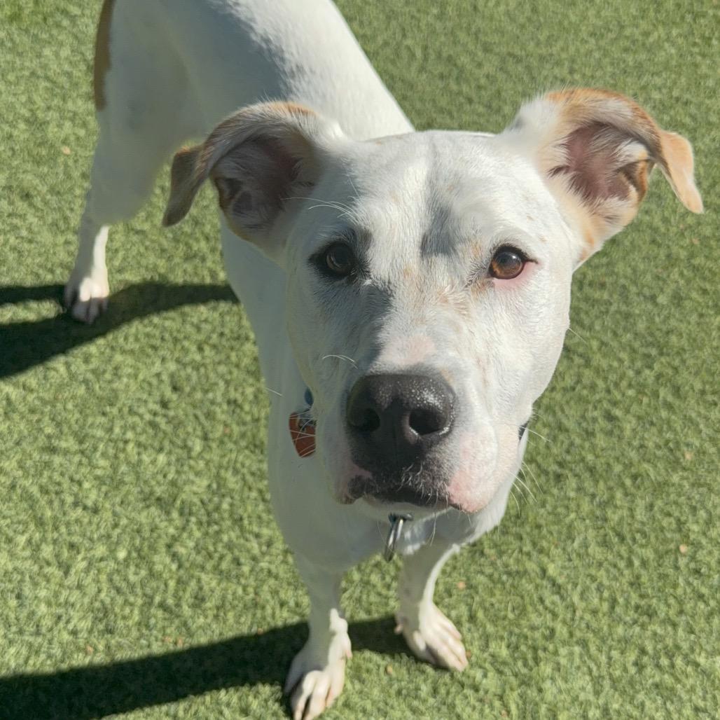 Dutch A2206431, a Adoptable Mixed Breed in Mission Hills, CA image 2/6