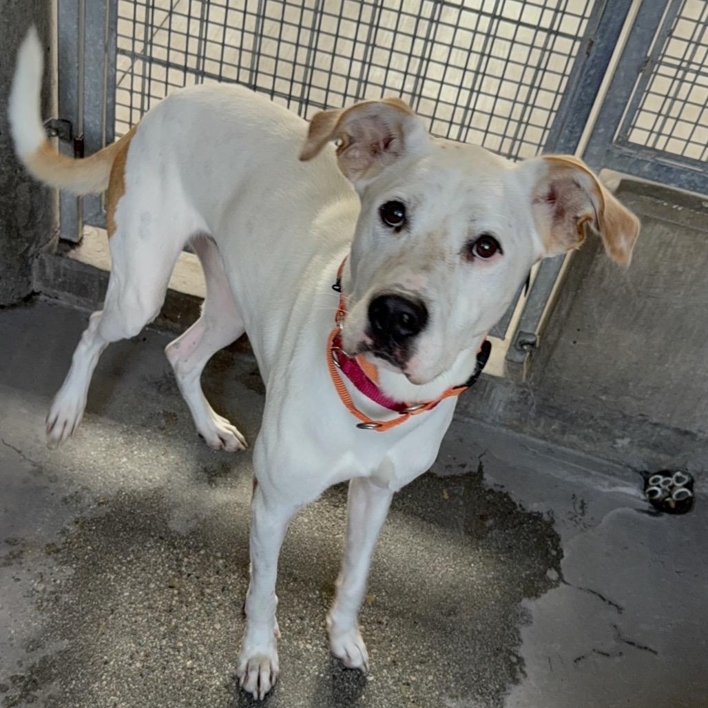 Dutch A2206431, Adoptable, Adult Male Mixed Breed.