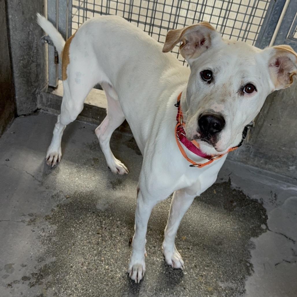 Dutch A2206431, a Adoptable Mixed Breed in Mission Hills, CA image 5/6