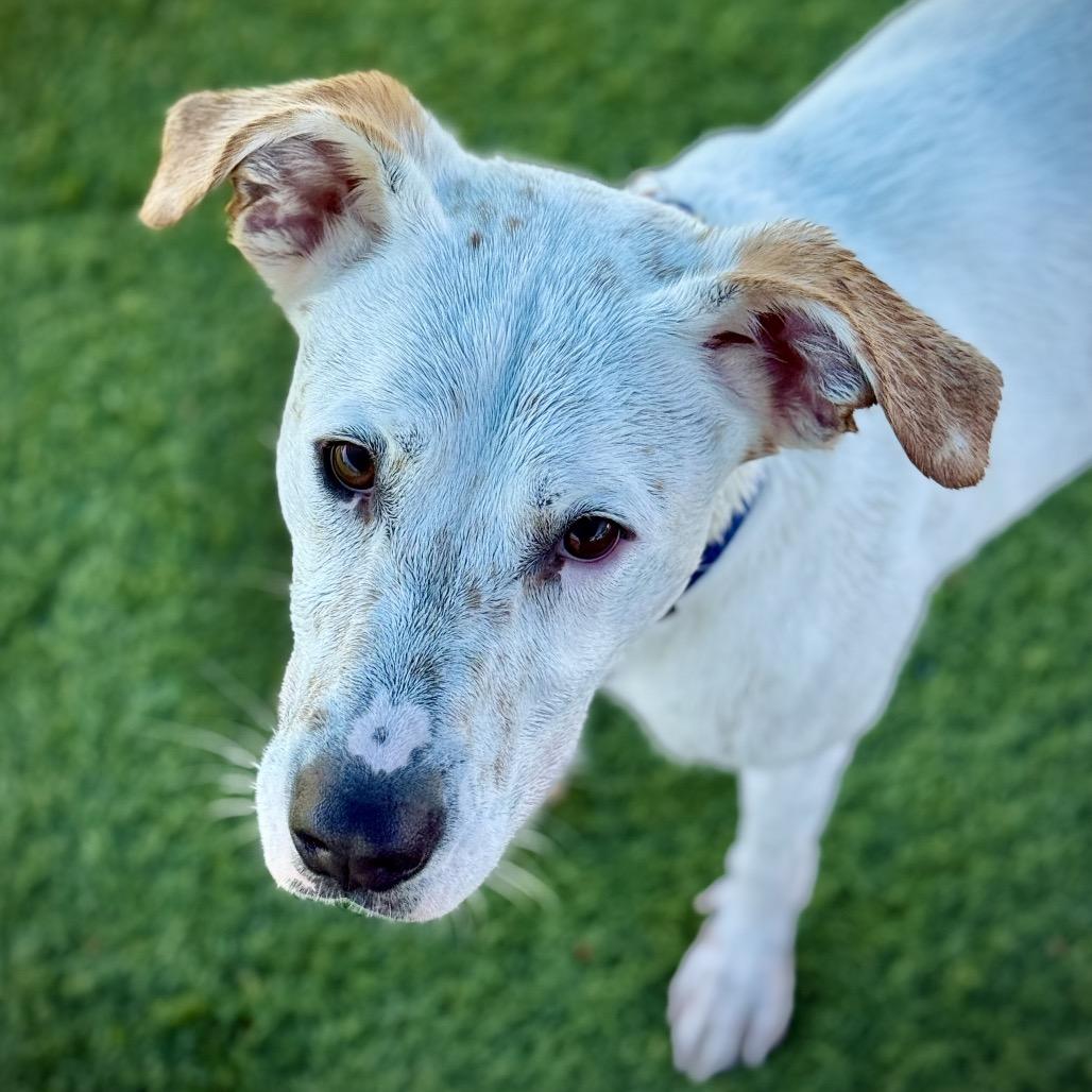 Dutch A2206431, a Adoptable Mixed Breed in Mission Hills, CA image 6/6