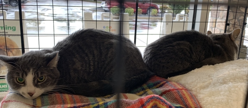 Enlarge Frodo, a Adoptable Domestic Short Hair in Philadelphia, PA image 6/8