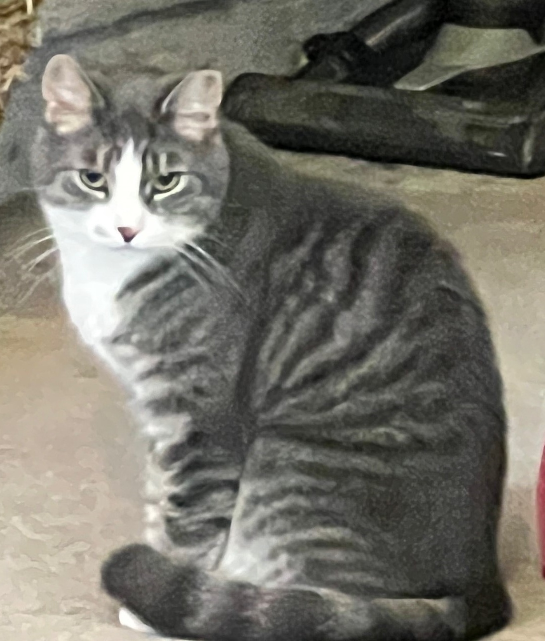 Enlarge Frodo, a Adoptable Domestic Short Hair in Philadelphia, PA image 7/8