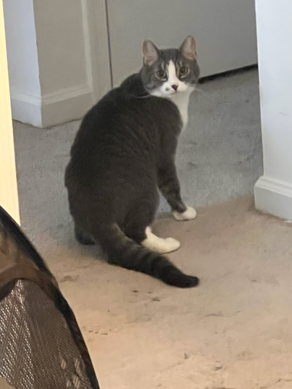 Frodo, Adoptable, Senior Male Domestic Short Hair.