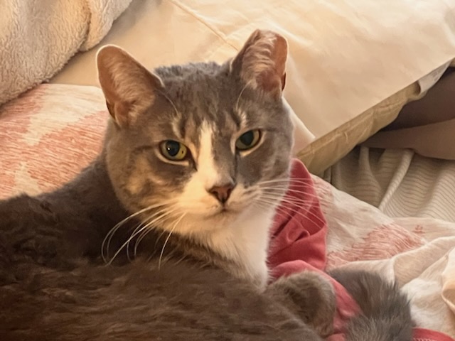 Enlarge Frodo, a Adoptable Domestic Short Hair in Philadelphia, PA image 8/8