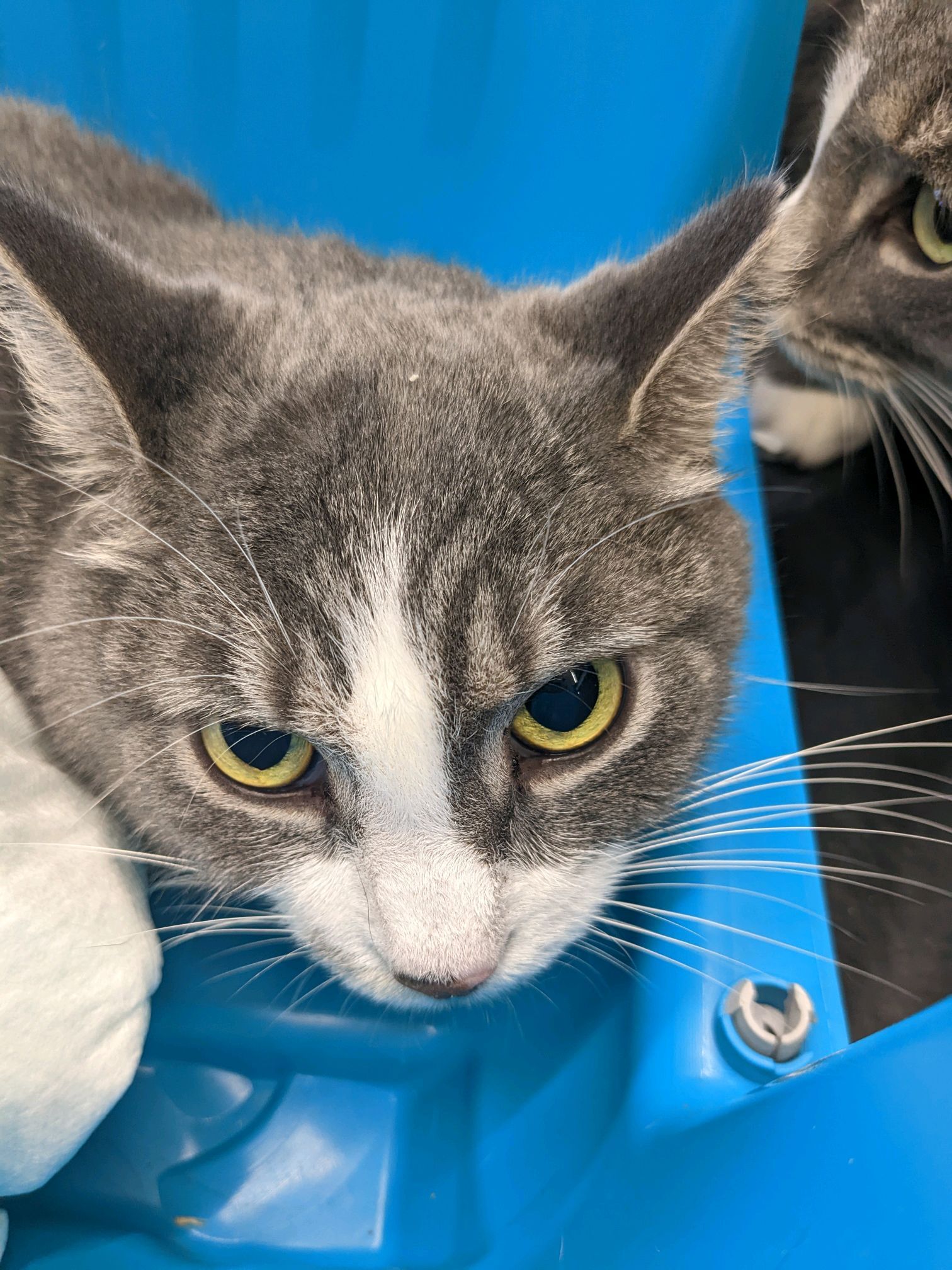 Frodo, a Adoptable Domestic Short Hair in Philadelphia, PA image 4/5