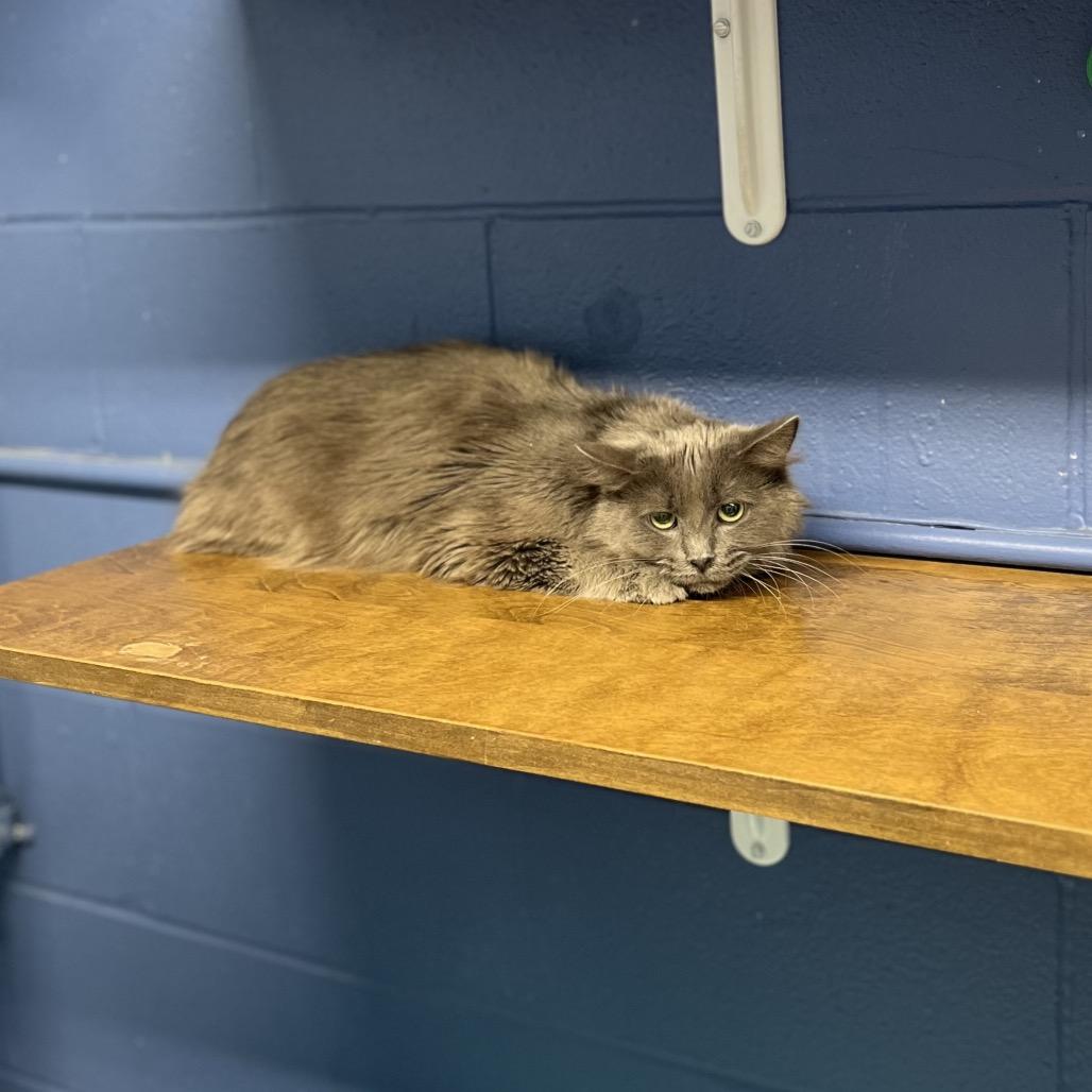 Enlarge Ike, a Adoptable Domestic Long Hair in Mentor, OH image 1/1