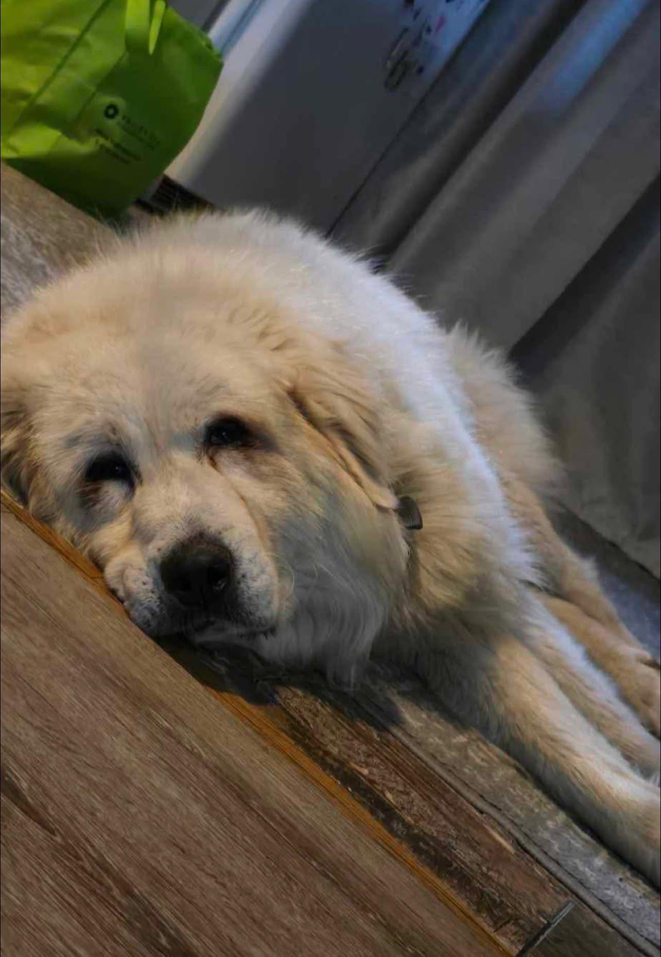 Enlarge Sam, a Adoptable Great Pyrenees image 2/4