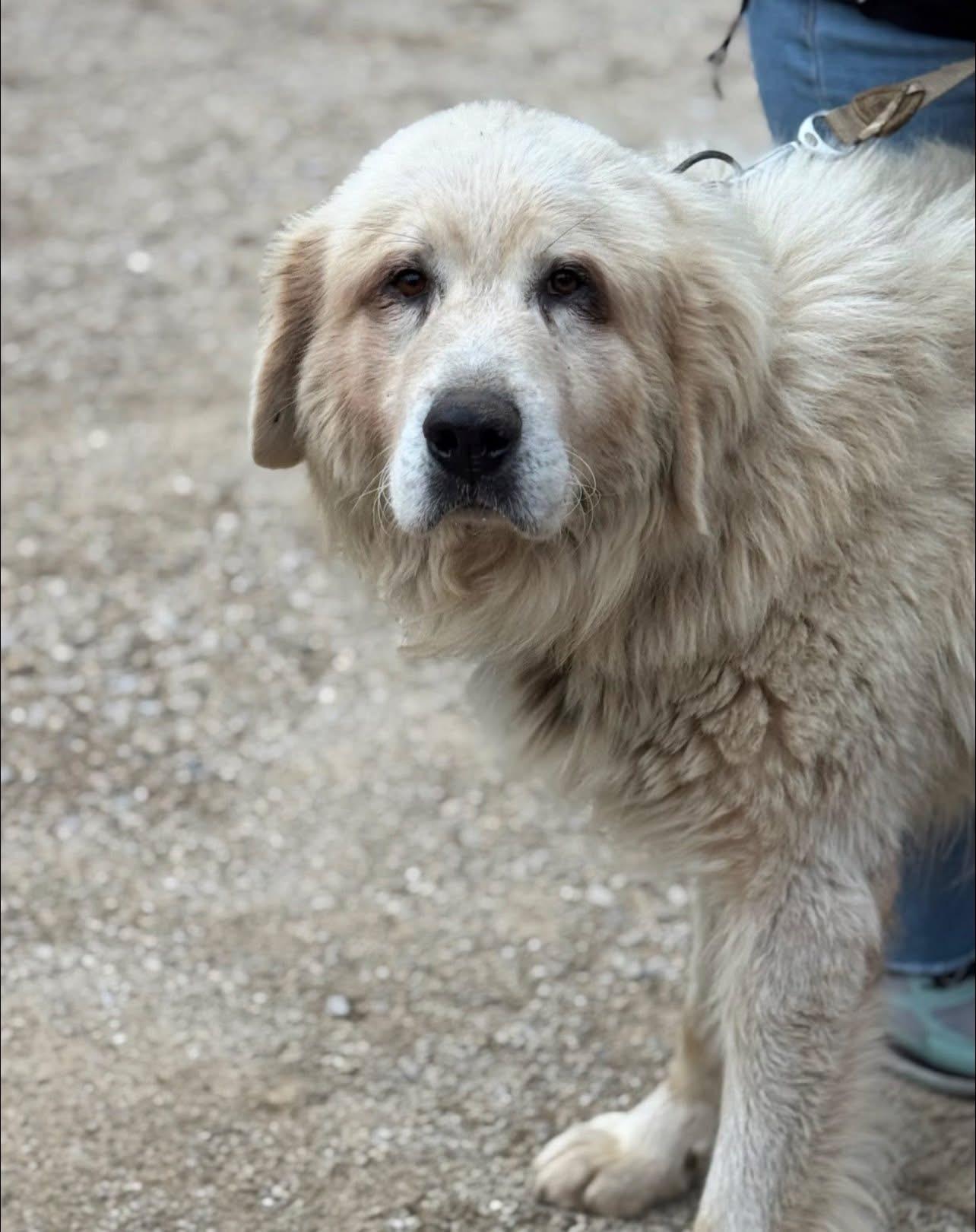 Enlarge Sam, a Adoptable Great Pyrenees image 1/4