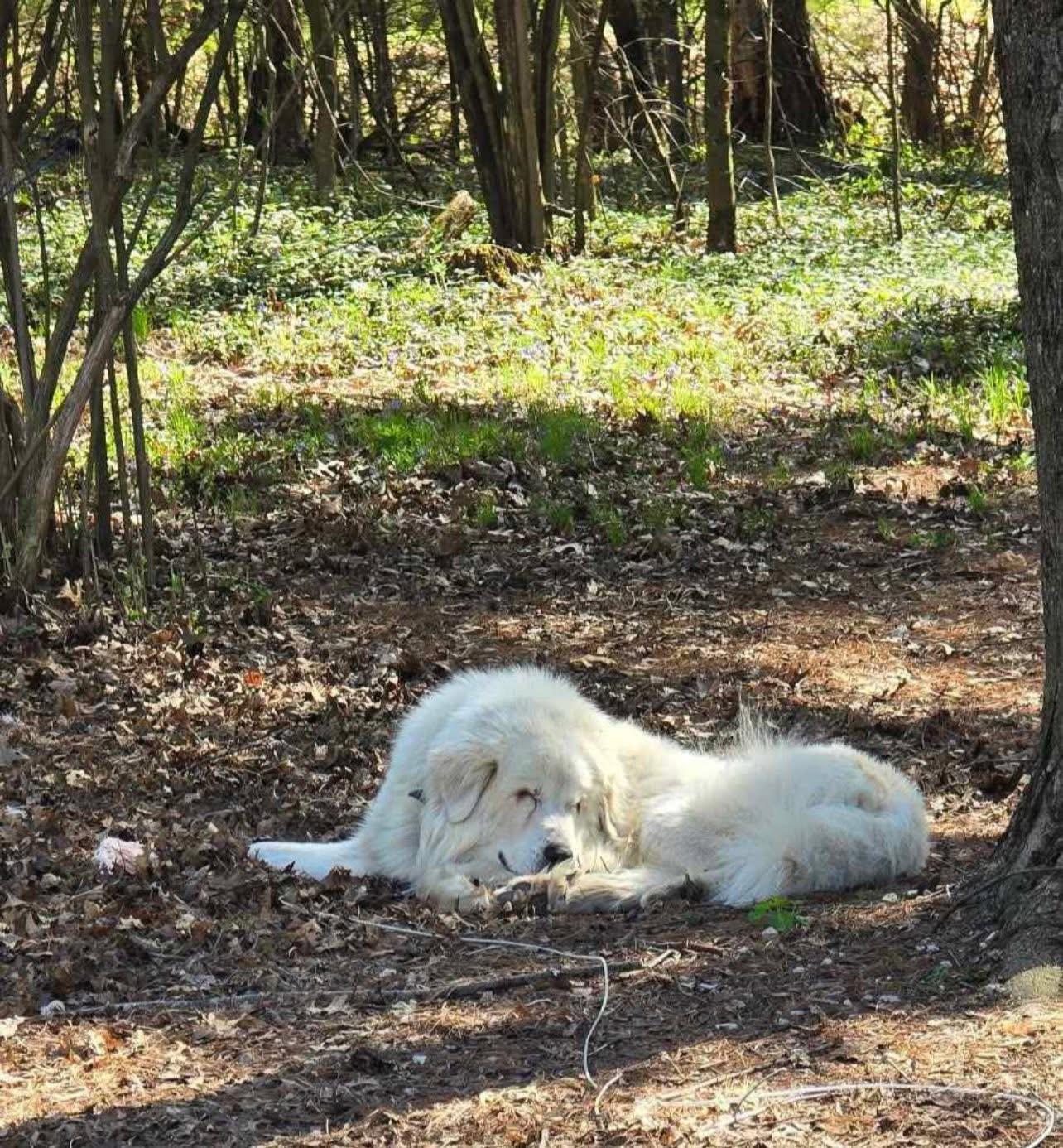 Enlarge Sam, a Adoptable Great Pyrenees image 4/4