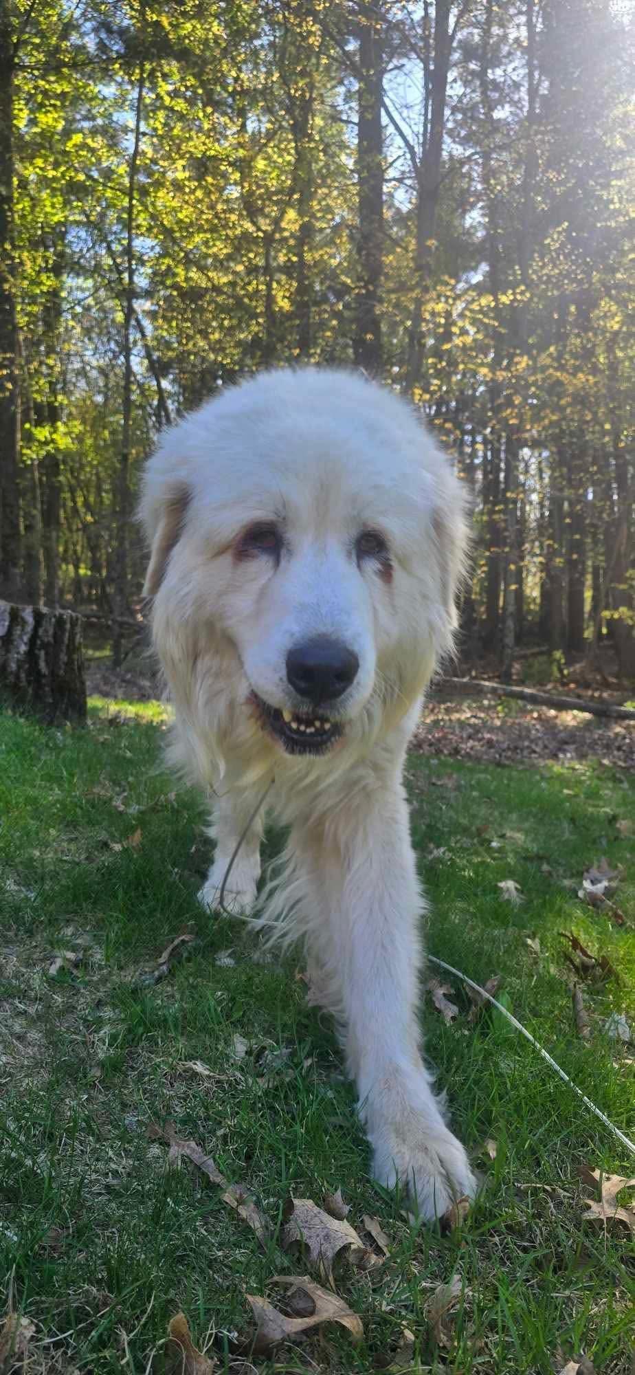 Enlarge Sam, a Adoptable Great Pyrenees image 3/4