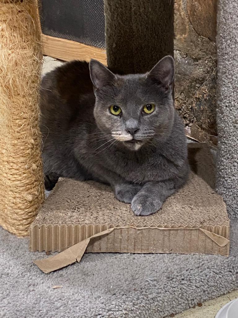 Enlarge Zelda (Annex Cat), a Adoptable mixed breed in Pomona, NY image 1/1