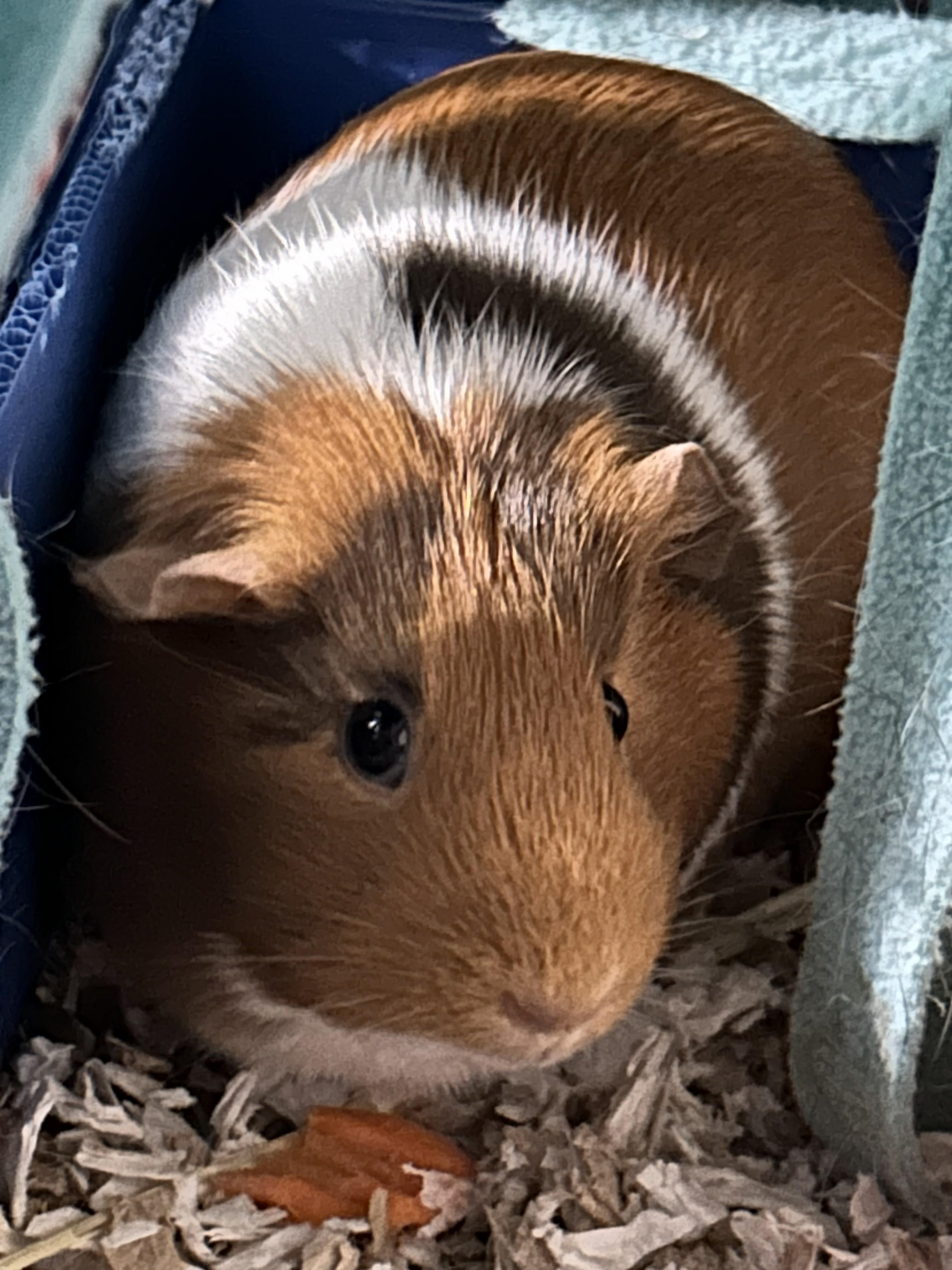 Enlarge Mika, a ADOPTABLE Guinea Pig in Omaha, NE image 1/1