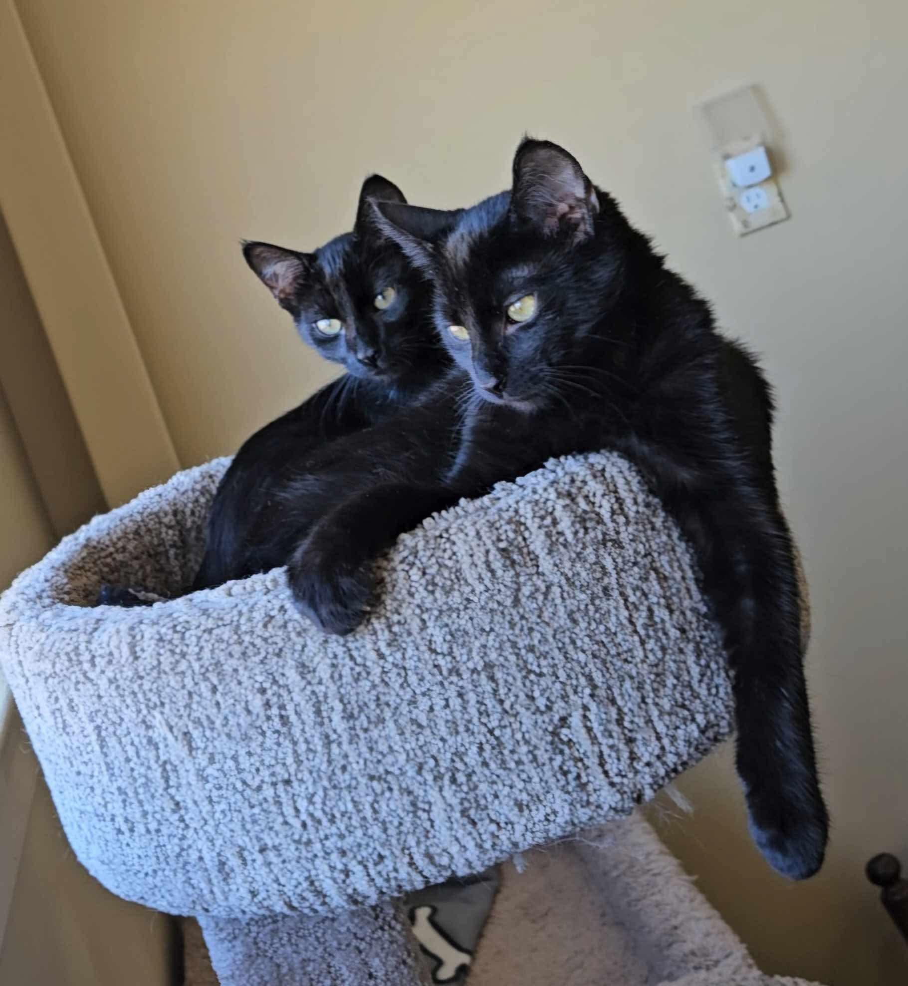 Enlarge Squid & Blot, a ADOPTABLE Domestic Short Hair in Green Bay, WI image 2/2