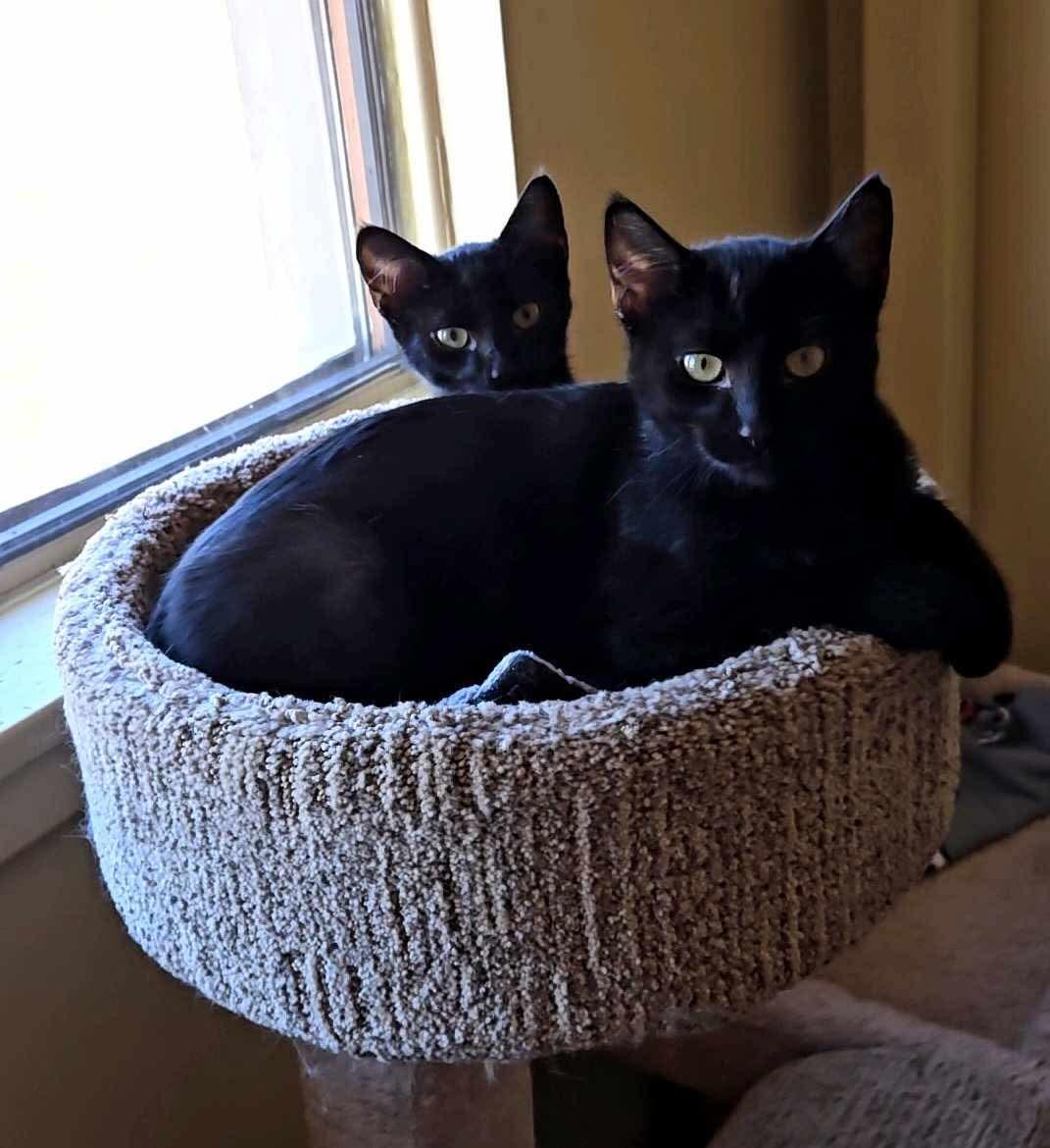 Enlarge Squid & Blot, a ADOPTABLE Domestic Short Hair in Green Bay, WI image 1/2