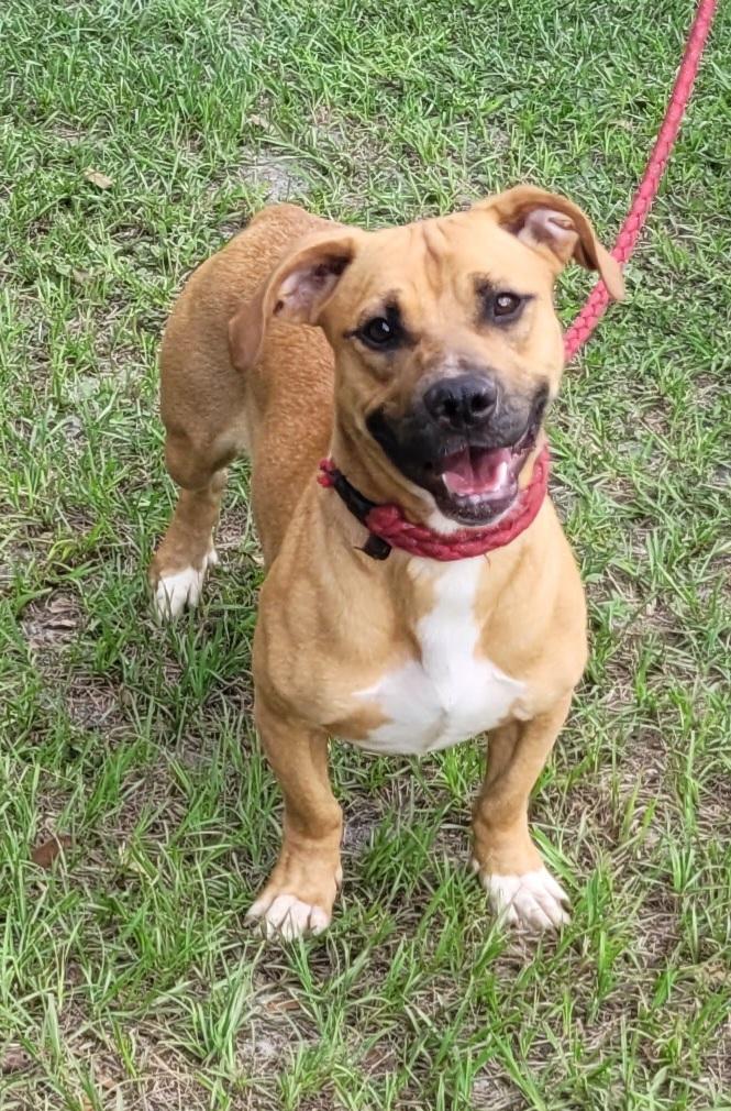 Frank, a ADOPTABLE mixed breed in Chiefland, FL image 1/2