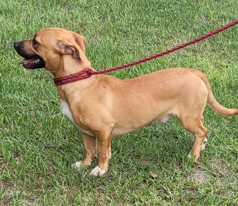 Frank, a ADOPTABLE mixed breed in Chiefland, FL image 2/2
