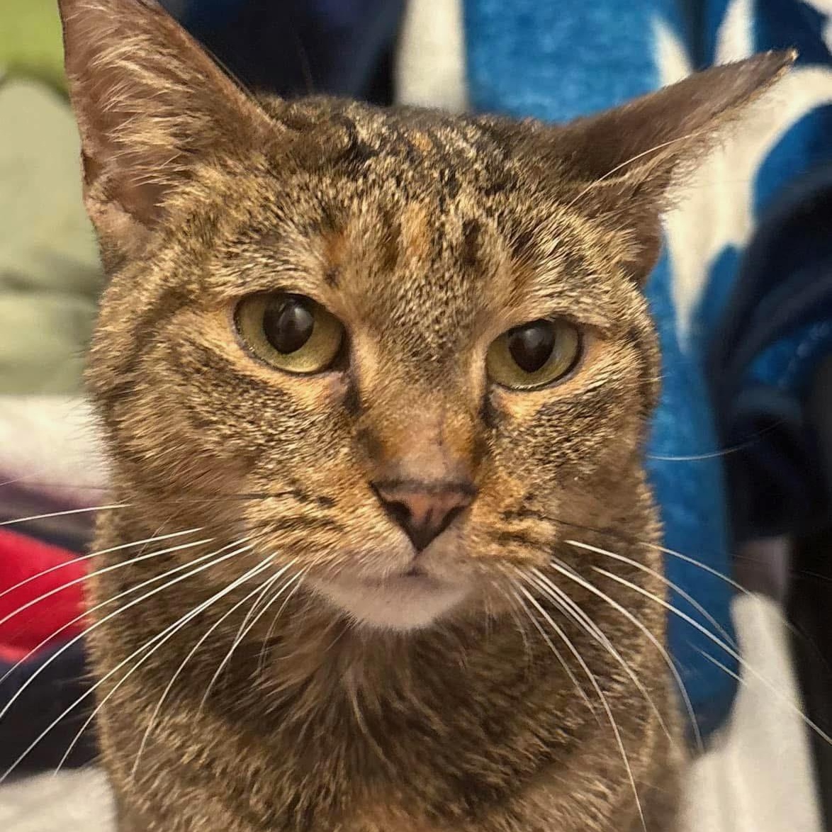 Enlarge Honey, a ADOPTABLE Domestic Short Hair in Bridgeport, CT image 1/1