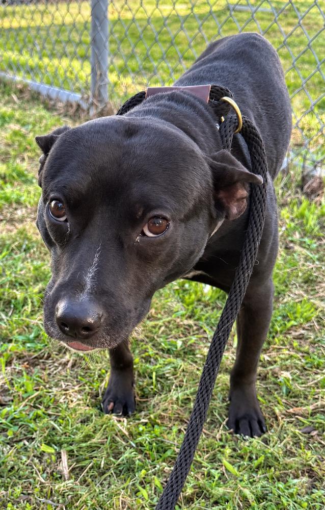 Dave, Adoptable, Adult Male Terrier & Labrador Retriever.