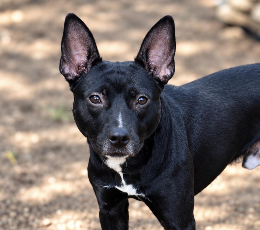Enlarge Dave, a Adoptable mixed breed in Saugus, MA image 2/6